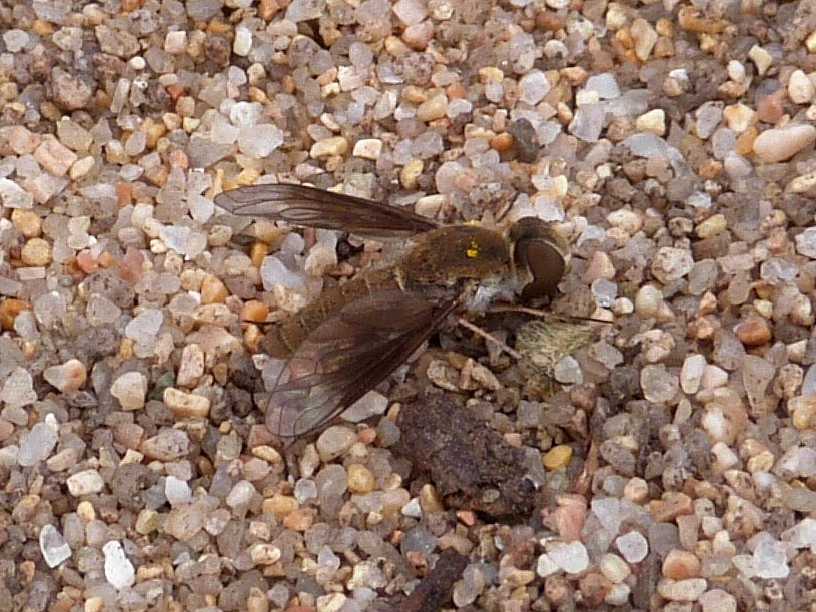 Bombilidae parassita di Bembix? No. Petrorossia sp.